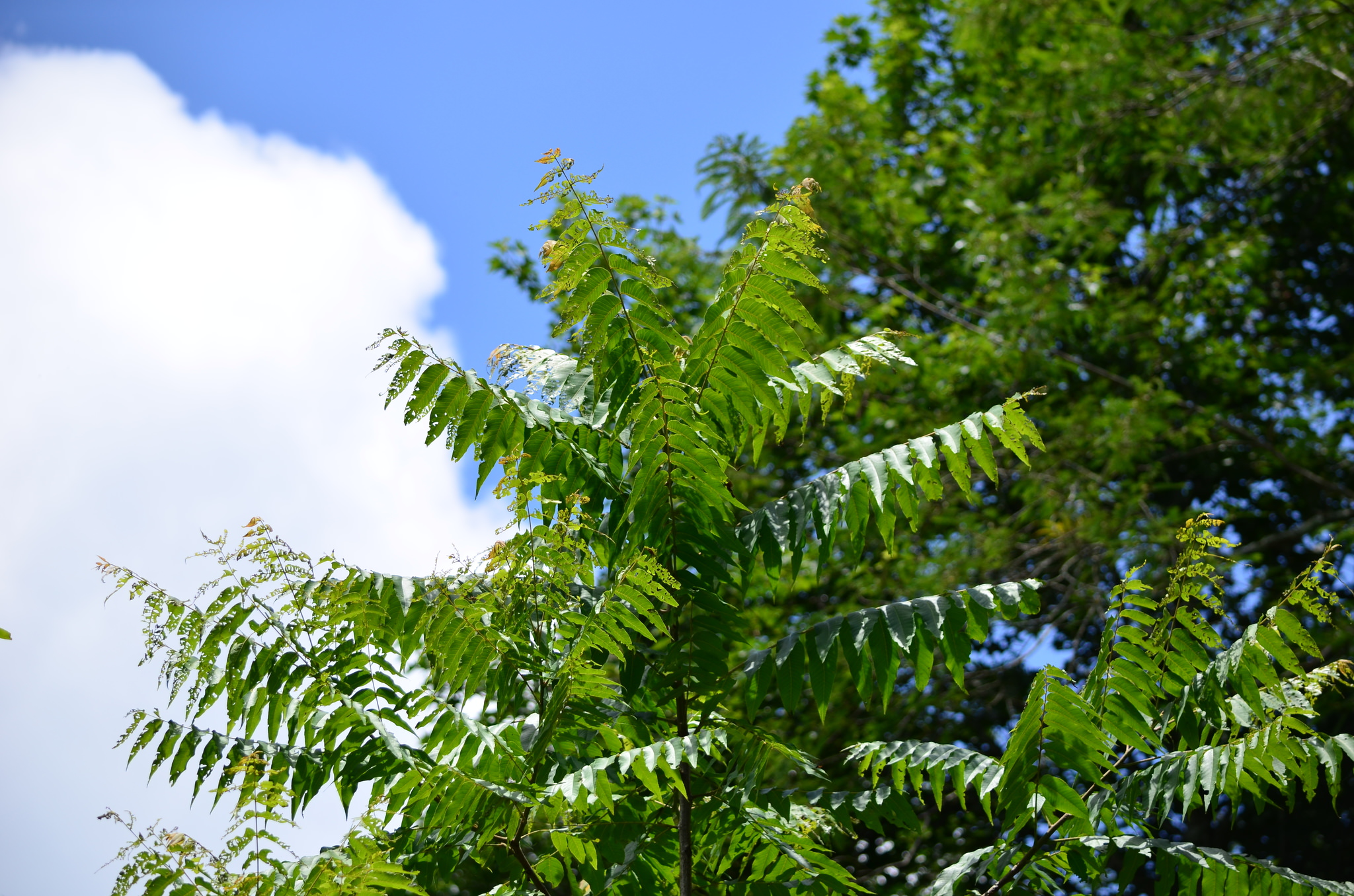 Juglans pyriformis